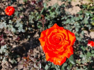 Orange roses in garden