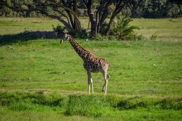 A giraffe in a nature reserve in Africa