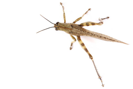 Egyptian grasshopper or Egyptian locust (Anacridium aegyptium) isolated on white	