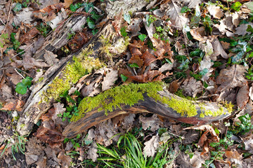 Forest Floor with Mossy Logs
