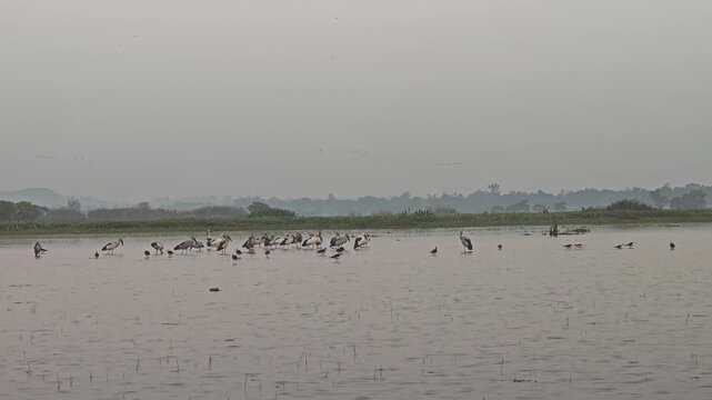 Anastomus oscitans