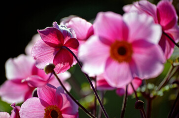 Obraz premium pinkfarbene Anemone