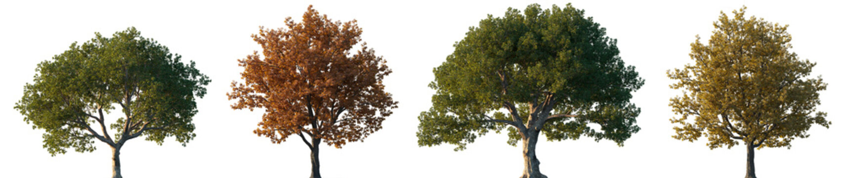 Quercus ilex and rubra wide autumn and summer trees isolated png on a transparent background premium cutout (the holm oak, evergreen oak, encina, northern red oak)