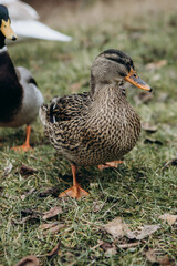 duck on the grass