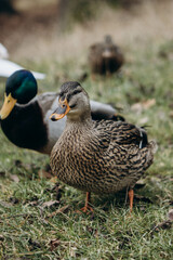 duck in the park