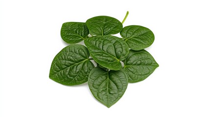 Fresh Green Leaves Isolated on White Background for Nature Concepts