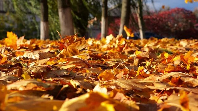 Close up view of empty autumn park at sunset. Brown maple leaves lying on lawn outdoor. Wind blowing through colorful foliage on the ground at parkland. Low view Slow motion