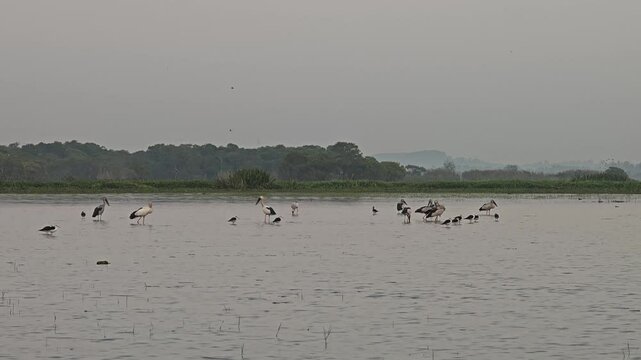 Anastomus oscitans