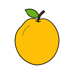 Quince frouit vector illustration