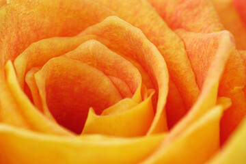 Orange rose flower macro - flame abstract
