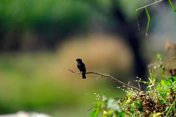 18 January 2025, Bird watching at Bhigwan Bird Sanctuary &ndash; famous for flamingos, Bhigwan is a small town around 100 kms away from Pune, Maharashtra, India.