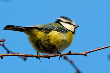 Eurasian blue tit (Cyanistes caeruleus) bird in natural environment