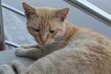 A stray orange cat lies on the stairs in the park. The animal has sad, sick eyes.
