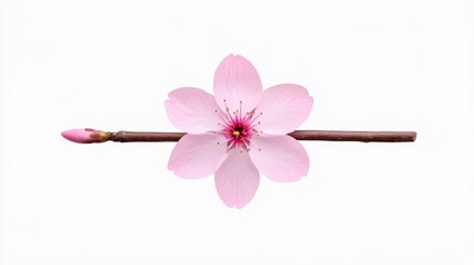 Delicate Cherry Blossom Flower on Branch with Bud Isolated Background