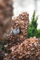 Sparrow Resting Among Dried Hydrangea Flowers
