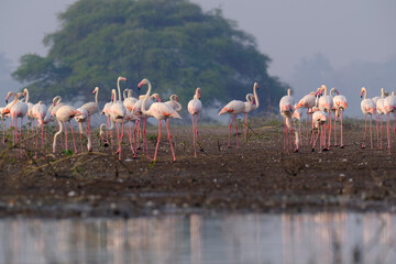 Fototapeta premium 18 January 2025, Bird watching at Bhigwan Bird Sanctuary – famous for flamingos, Bhigwan is a small town around 100 kms away from Pune, Maharashtra, India.