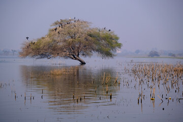 18 January 2025, Bird watching at Bhigwan Bird Sanctuary – famous for flamingos, Bhigwan is a small town around 100 kms away from Pune, Maharashtra, India.