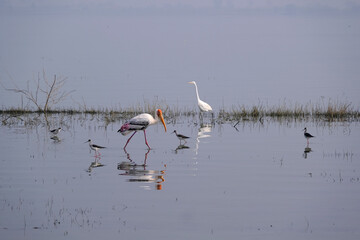 18 January 2025, Bird watching at Bhigwan Bird Sanctuary – famous for flamingos, Bhigwan is a small town around 100 kms away from Pune, Maharashtra, India.