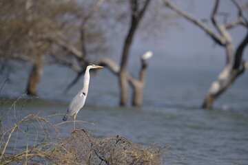 18 January 2025, Bird watching at Bhigwan Bird Sanctuary – famous for flamingos, Bhigwan is a small town around 100 kms away from Pune, Maharashtra, India.