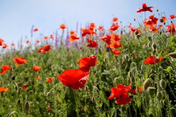 a field of bright red poppies in the sun on a spring day