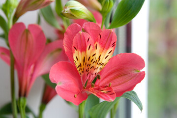 blooming scarlet alstroemeria, beautifully collected in a bouquet near the window