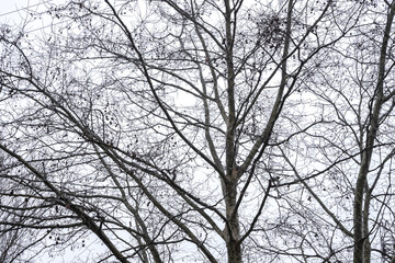A tall plane tree (Platanus) stands leafless in winter, its intricate branches and seed balls forming a striking silhouette against the cloudy sky.