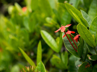 Selective focus of three stems of pink tropical Ixora flowers growing abundantly among bright green foliage against a blurry background of fresh green foliage.