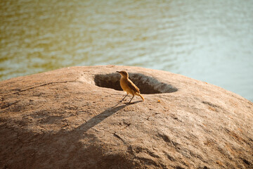 Thinking bird
