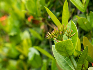 Selective focus of green Ixora flower buds growing luxuriantly among bright green leaves, showing the natural process of tropical plant growth. Blurred background of fresh green leaves.