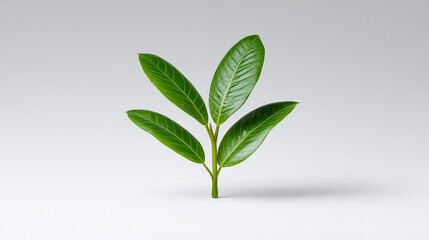 Fresh Green Leaves on a Minimalist Background for Nature Concepts