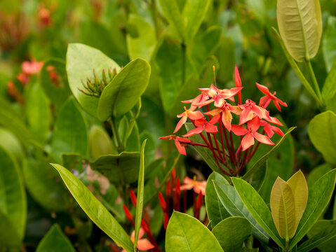 The pink Ixora flower petals and fresh red and green flower buds stand among the bright green tropical foliage, exuding the natural beauty of exotic tropical wildflowers.