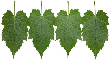 Fresh Green Grapevine Leaves Isolated on White Background