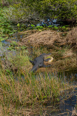 Alligator in the Everglades