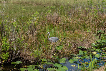 Heron in the Everglades
