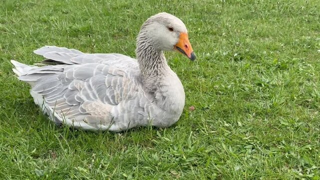 American buff goose resting and preening on green grass
