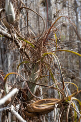 Orchid growing on a tree in the Everglades