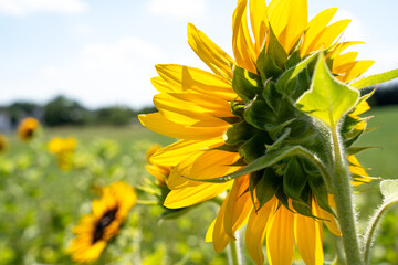 Sunflower on sunny day in summer 
