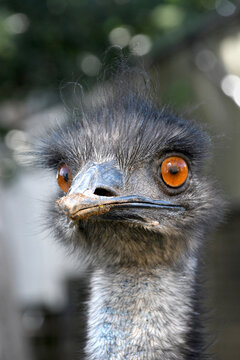 The head of a emu bird with large orange eyes