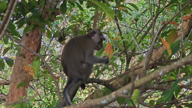 Long-tailed macaque on tree