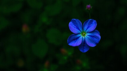 Single Vivid Blue Flower in Dark Green Background