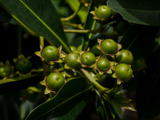 Close-up of a small green Golden Penda flower seed with star-shaped petals, surrounded by dark green leaves. Sharp detail in natural sunlight. Suitable for plant, nature and environmental themes.