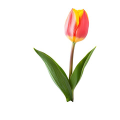 Fototapeta premium Colorful tulip flower growing in rich soil against a bright transparent background, Tulip flower with soil transparent background. Tulips flowers isolated on transparent background