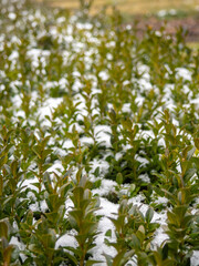 Bushes in the park, covered with snow. City park in winter in the south. Bushes with small leaves in the snow.