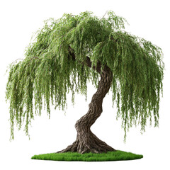 A large tree in a pot with green leaves