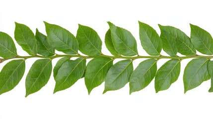 Obraz premium Fresh Green Leaves in a Natural Arrangement on Bright Background