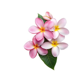 Beautiful frangipani blossoms isolated on a transparent background showcasing their delicate petals and vibrant colors, Frangipani isolated on transparent background