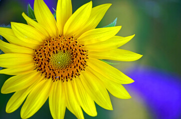 Sonneblume 