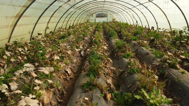 Fungal disease Powdery mildew on zucchini foliage in greenhouse, powdery mildew on cucurbits in glasshouse selective focus, Diseases and pests of squash vegetables and affect on zucchini squash leaves