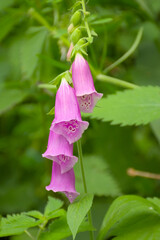 Closeup of bright pink foxglove flowers - digitalis © Kristof Lauwers