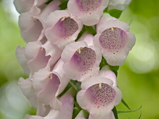 Closeup of bright pink foxglove flowers - digitalis © Kristof Lauwers